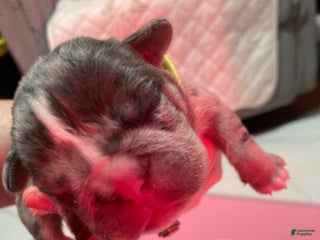 English Bulldog dogs Manly - Ad 40