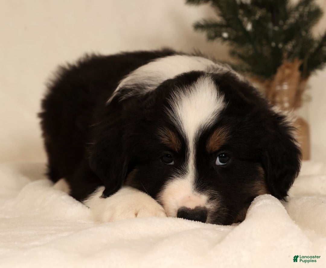 Miniature Australian Shepherd dogs for sale: Tucker - Ad 5