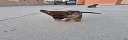 German Shepherd dogs for sale: German Shepherd 3 - Ad 3