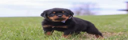Rottweiler dogs for sale: Russel - Ad 3