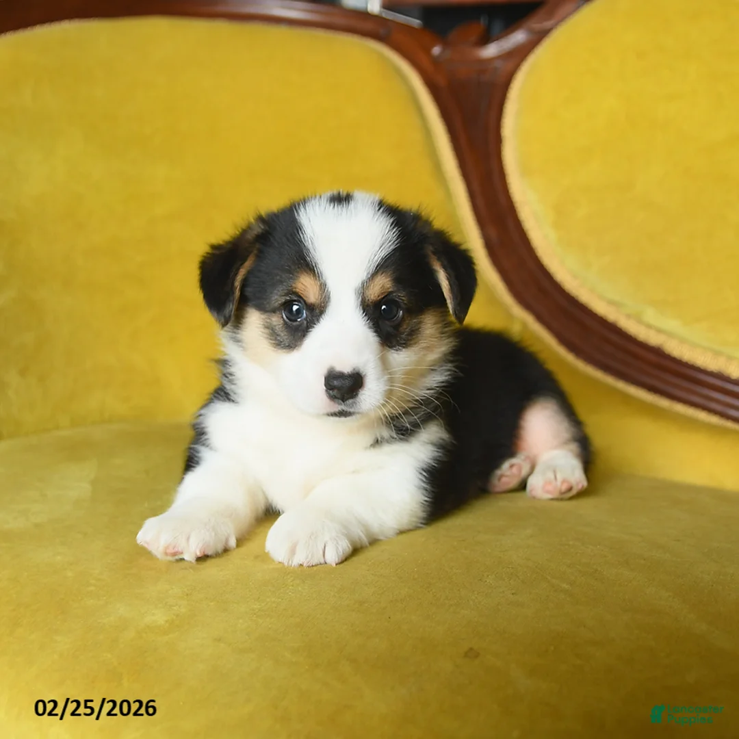 Welsh Corgi Pembroke dogs for sale: Tigger - Ad 4
