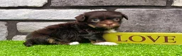 Havanese dogs for sale: Calvin - Ad 5