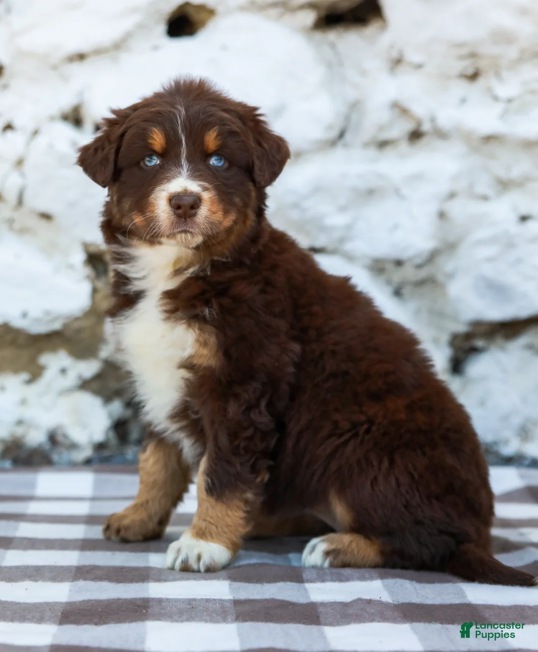 Australian Shepherd dogs for sale: Macy - Ad 1