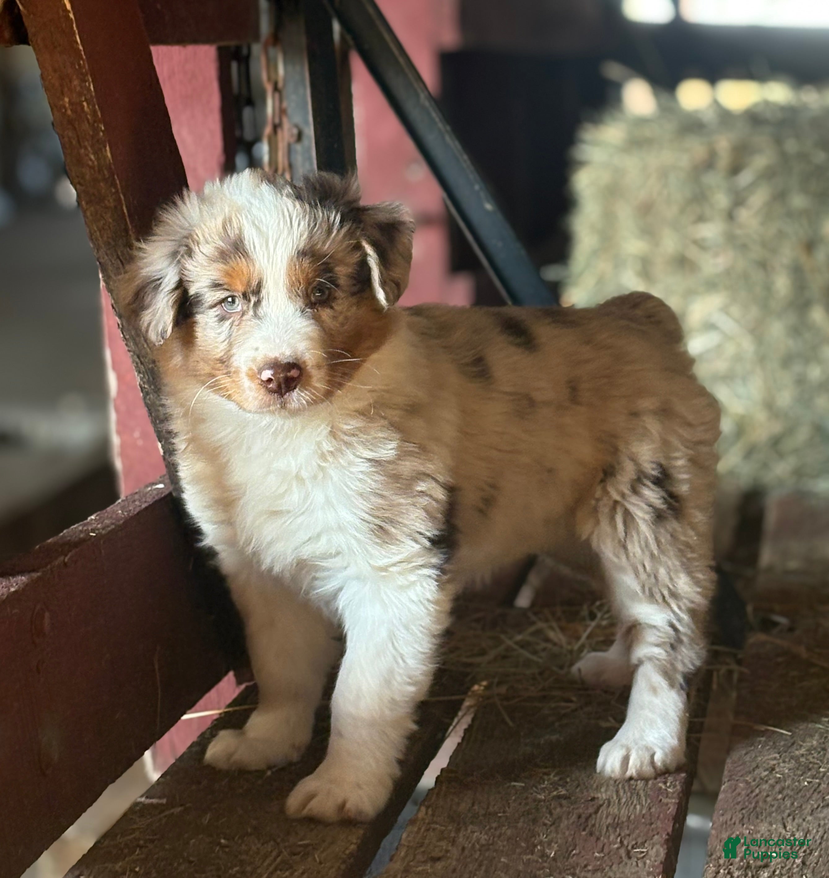 Australian Shepherd dogs Roxy - Ad 10