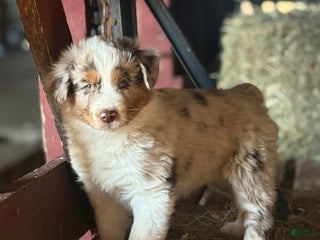 Australian Shepherd dogs Roxy - Ad 34