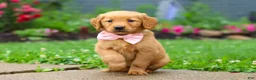 Golden Retriever dogs for sale: Banana - Ad 1