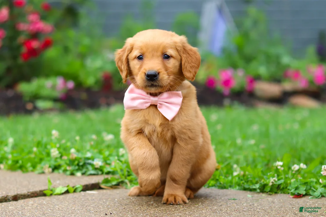 Golden Retriever dogs for sale: Banana - Ad 1