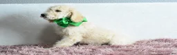 Goldendoodle dogs for sale:  Puppy 9-Weekend sale 💚 - Ad 4