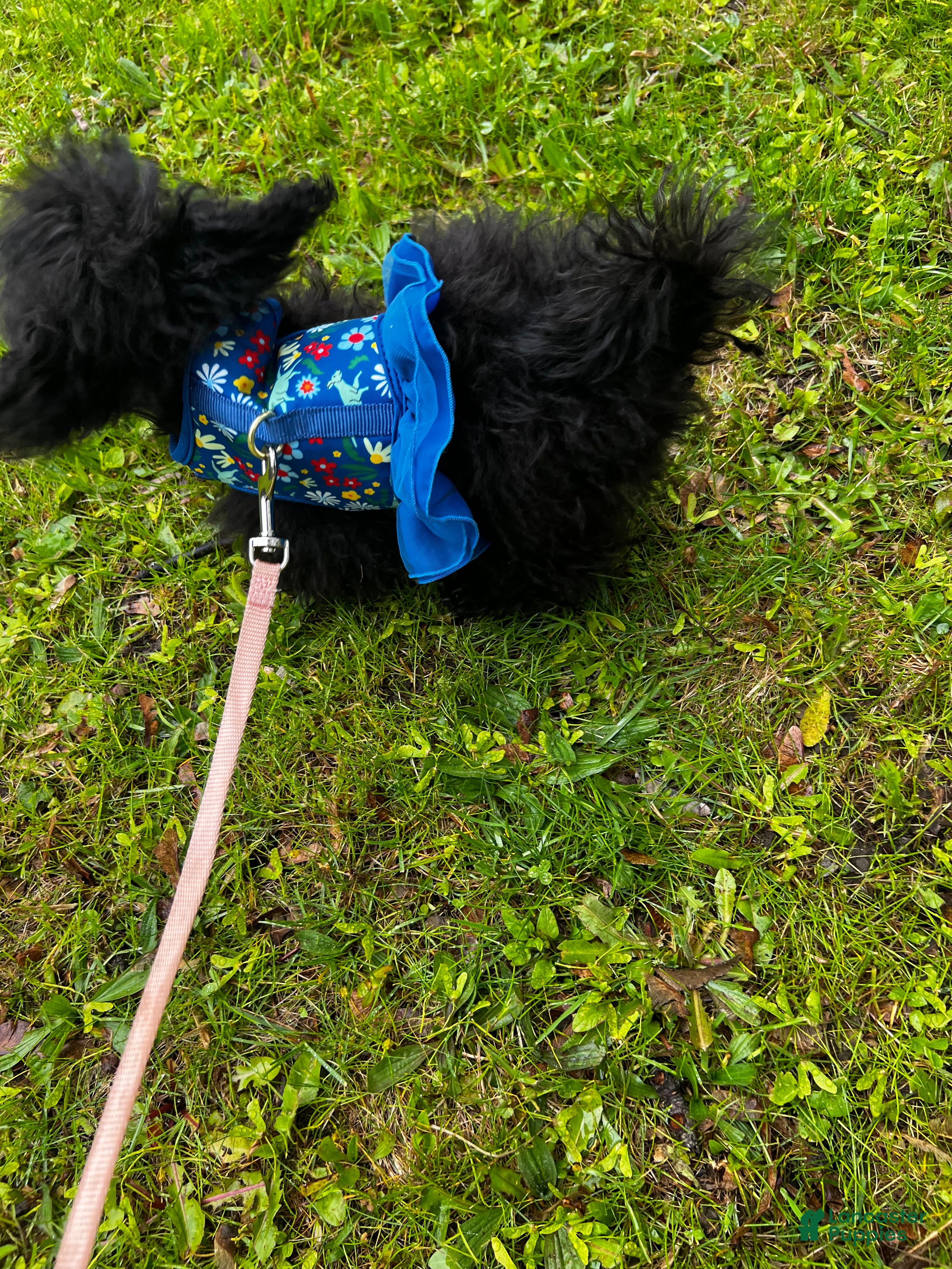 Miniature Poodle dogs Miniature Poodle Puppy 1 - Ad 26