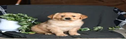 Golden Retriever dogs for sale: Ritz   - Ad 1