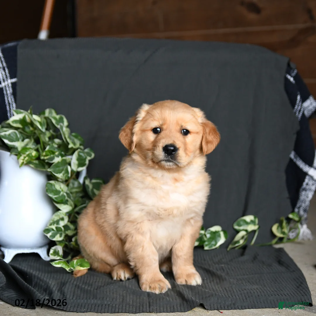 Golden Retriever dogs for sale: Ritz   - Ad 1