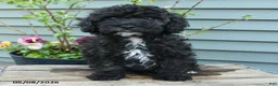 Shihpoo dogs for sale: Apollo - Ad 4