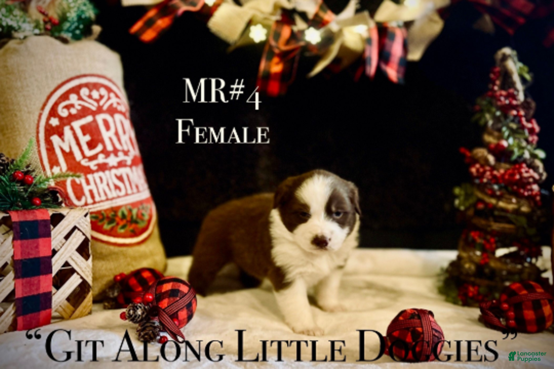 Australian Shepherd dogs for sale: MR#4 - Ad 4