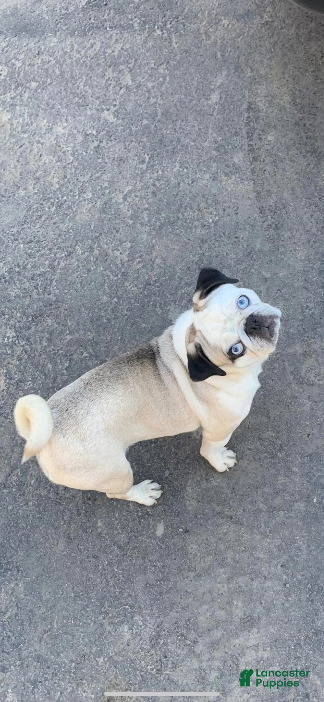 Frug dogs for sale: Rabbit - Ad 4