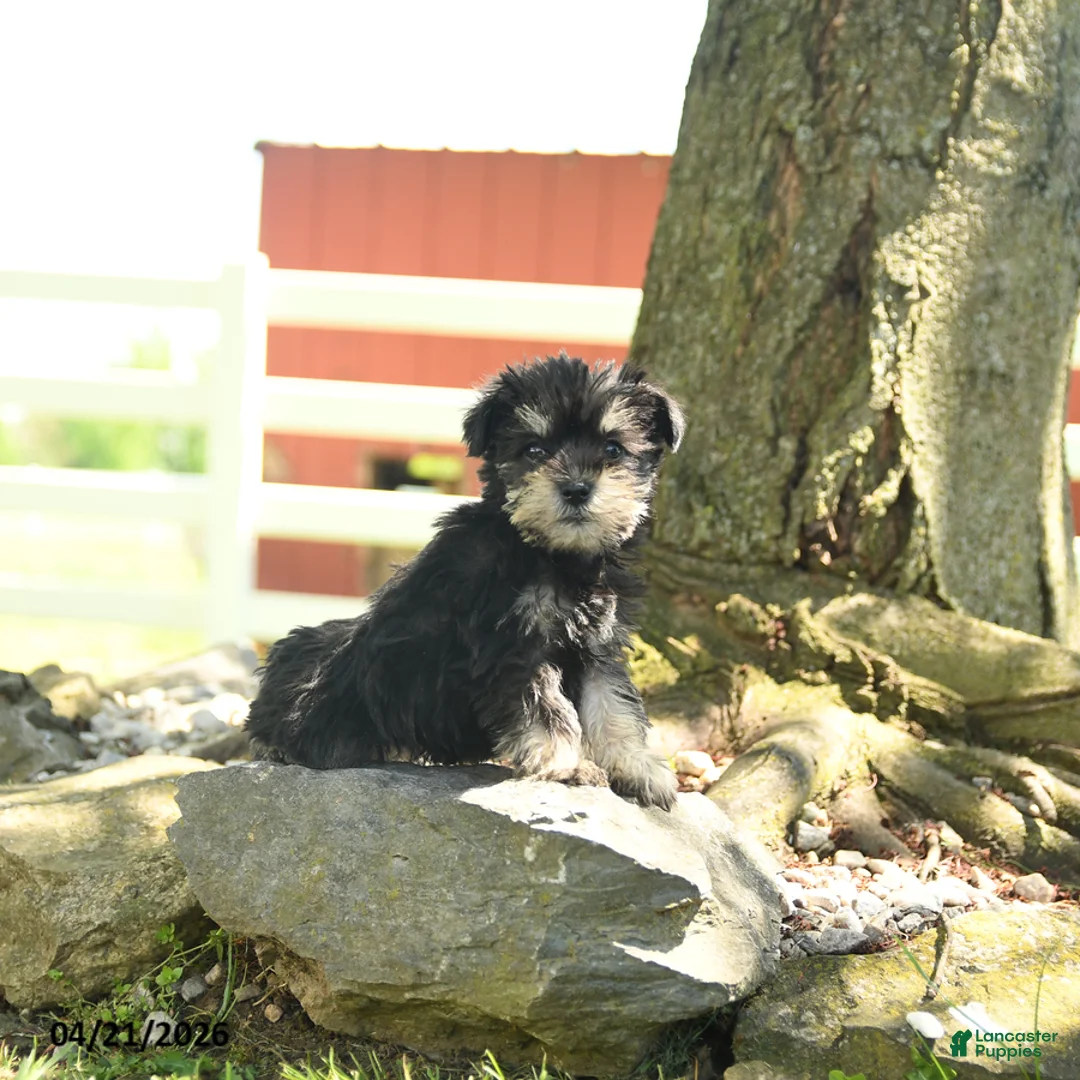 Miniature Schnauzer dogs for sale: Banner - Ad 3