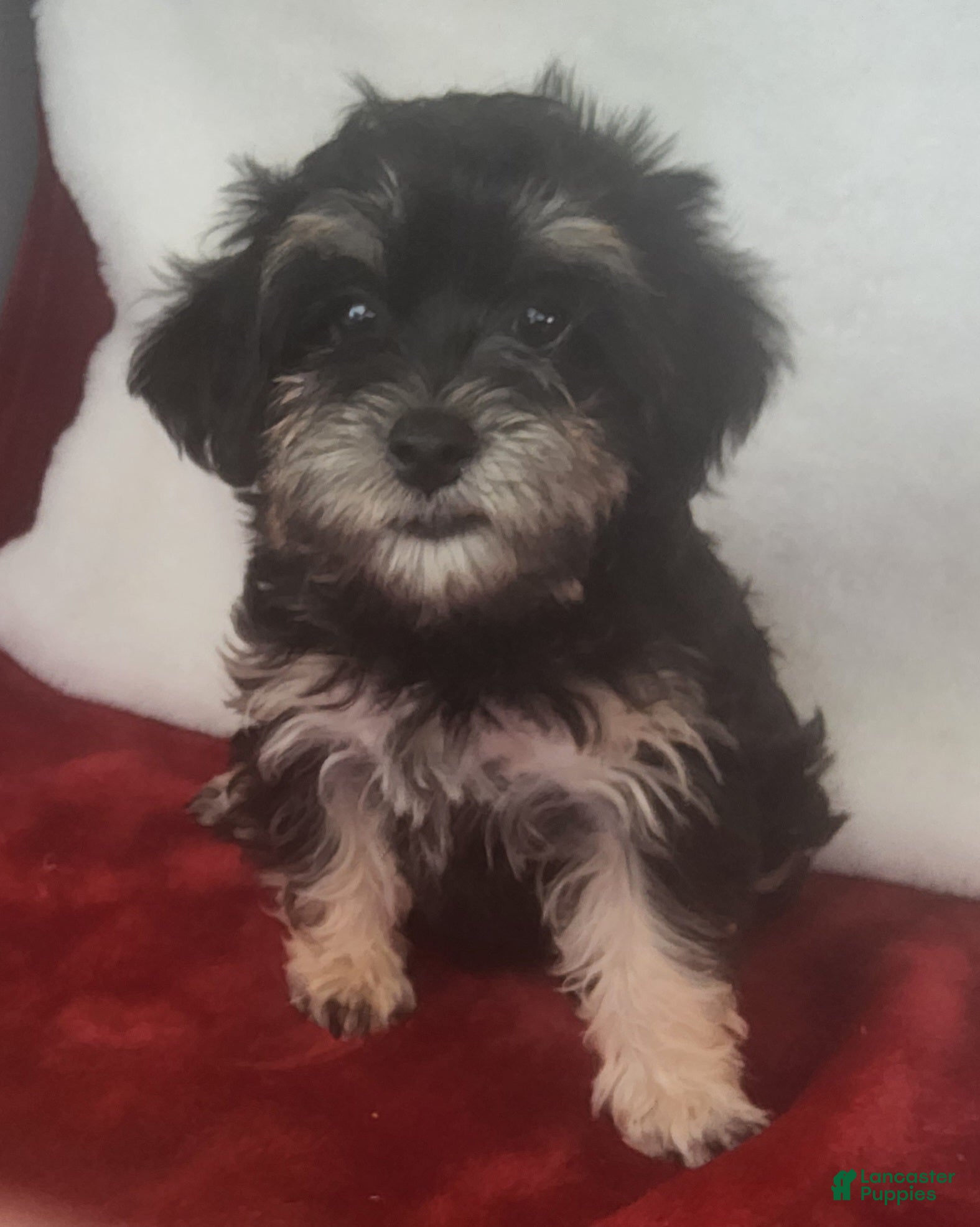 Yorkiepoo dogs Jewel Sunshine - Ad 1