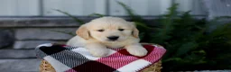 Golden Retriever dogs for sale: Bennett - Ad 5