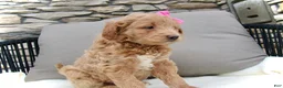 Mini Goldendoodle dogs for sale: Chloe - Ad 3