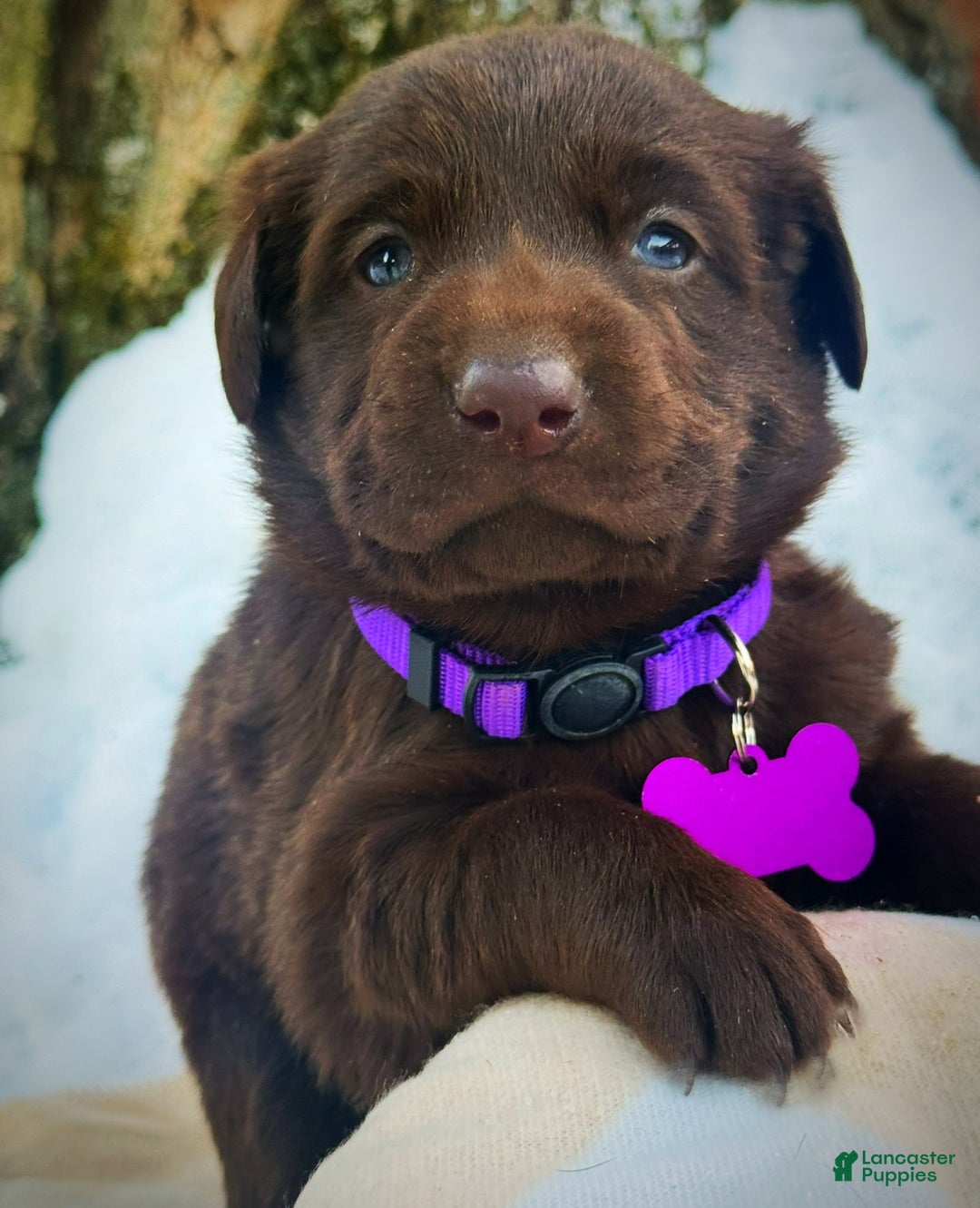 Labrador Retriever dogs for sale: Labrador Retriever Puppy 1 - Ad 9