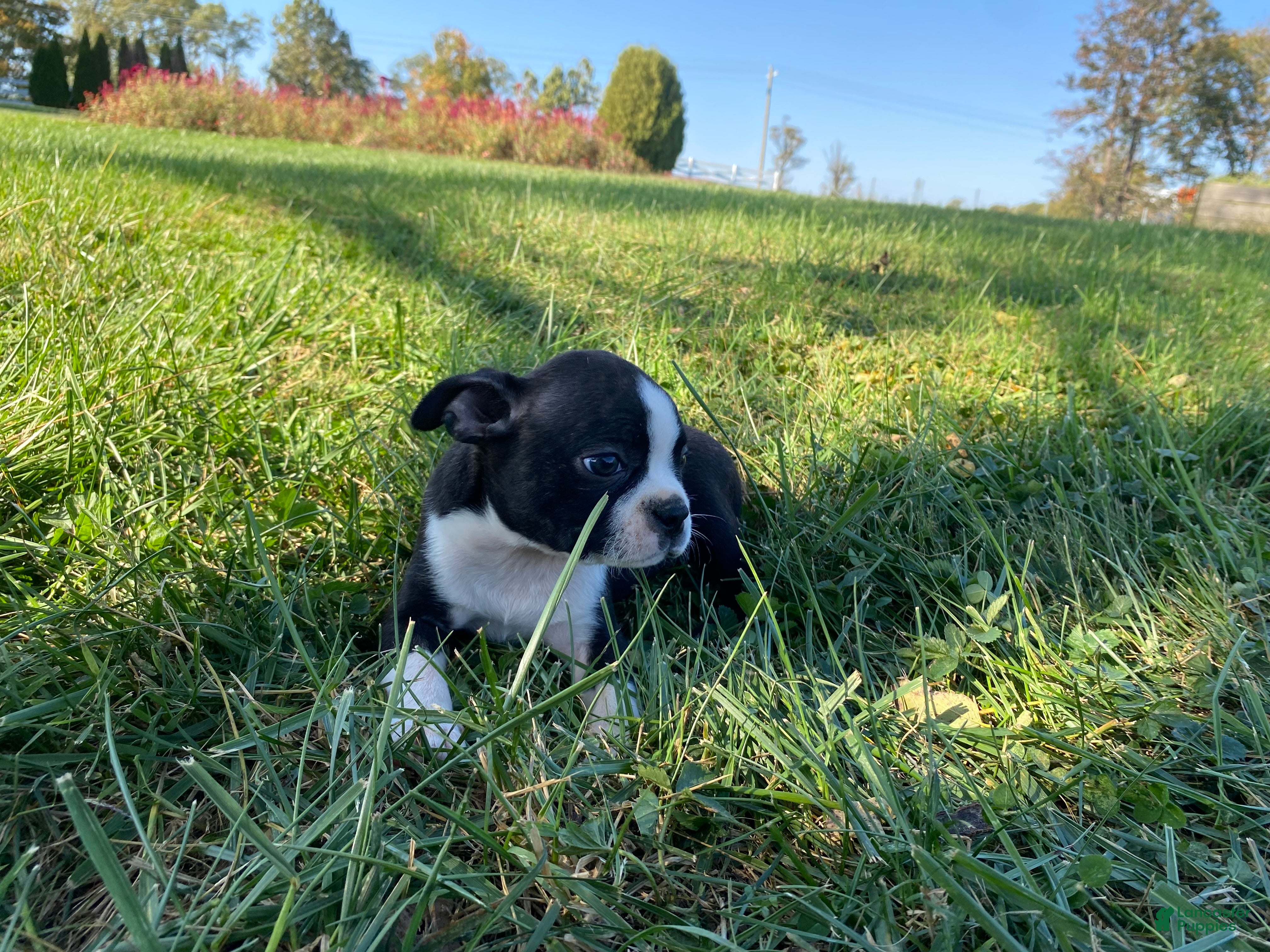 Boston Terrier dogs Boss - Ad 2