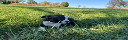 Boston Terrier dogs for sale: Boss - Ad 2