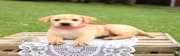 Labrador Retriever dogs for sale: Marigold - Ad 5