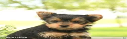 Yorkshire Terrier dogs for sale: Lucy - Ad 4