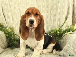Basset Hound dogs - Ad 1