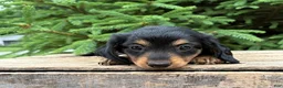Mixed Breed dogs for sale: Olive - Ad 3