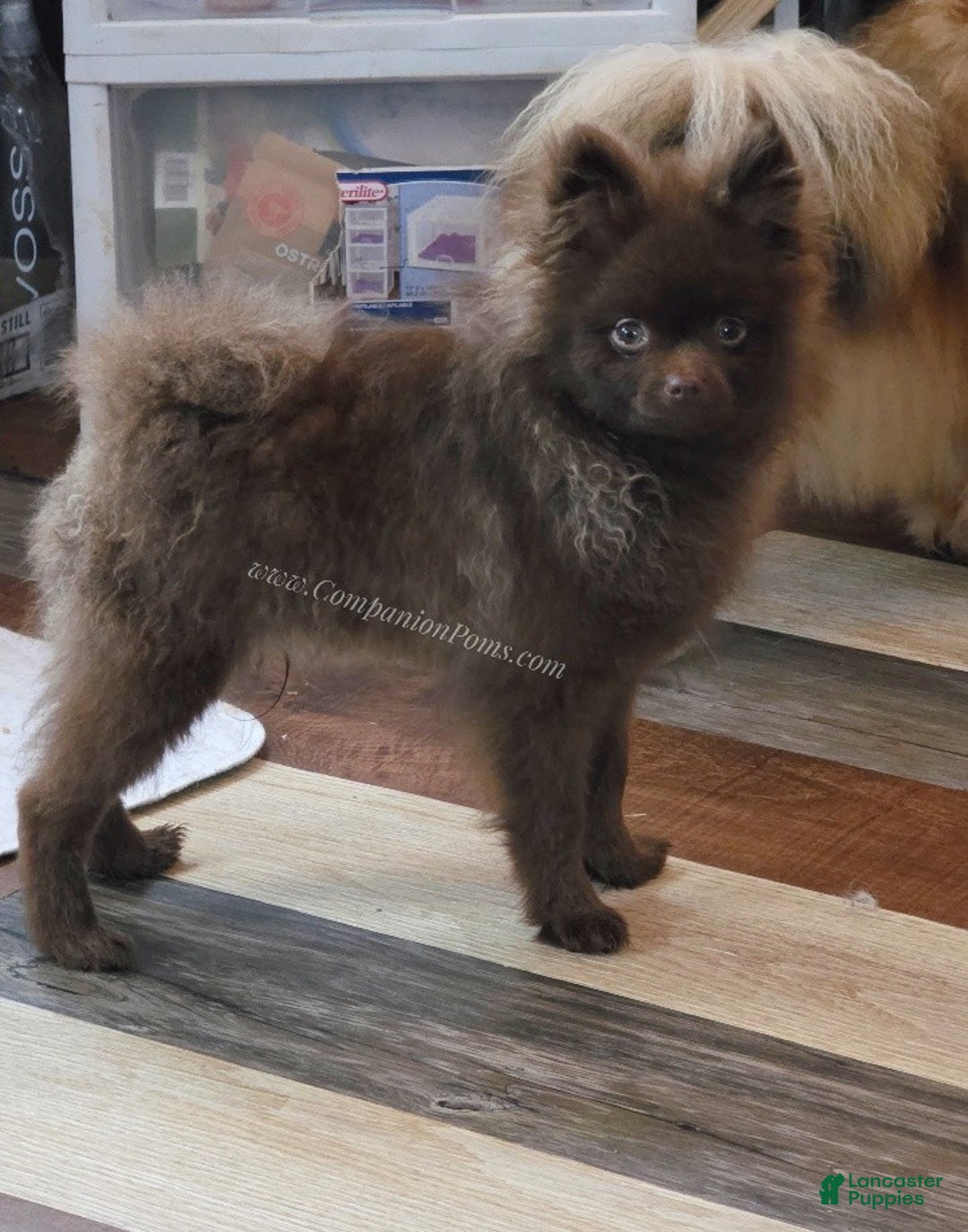Pomeranian dogs for sale: Chocolate Chip - in his puppy uglies stage  - Ad 3
