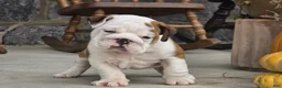 English Bulldog dogs for sale: Charlie - Ad 5