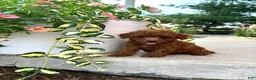 Bichpoo dogs for sale: Daisy  - Ad 3
