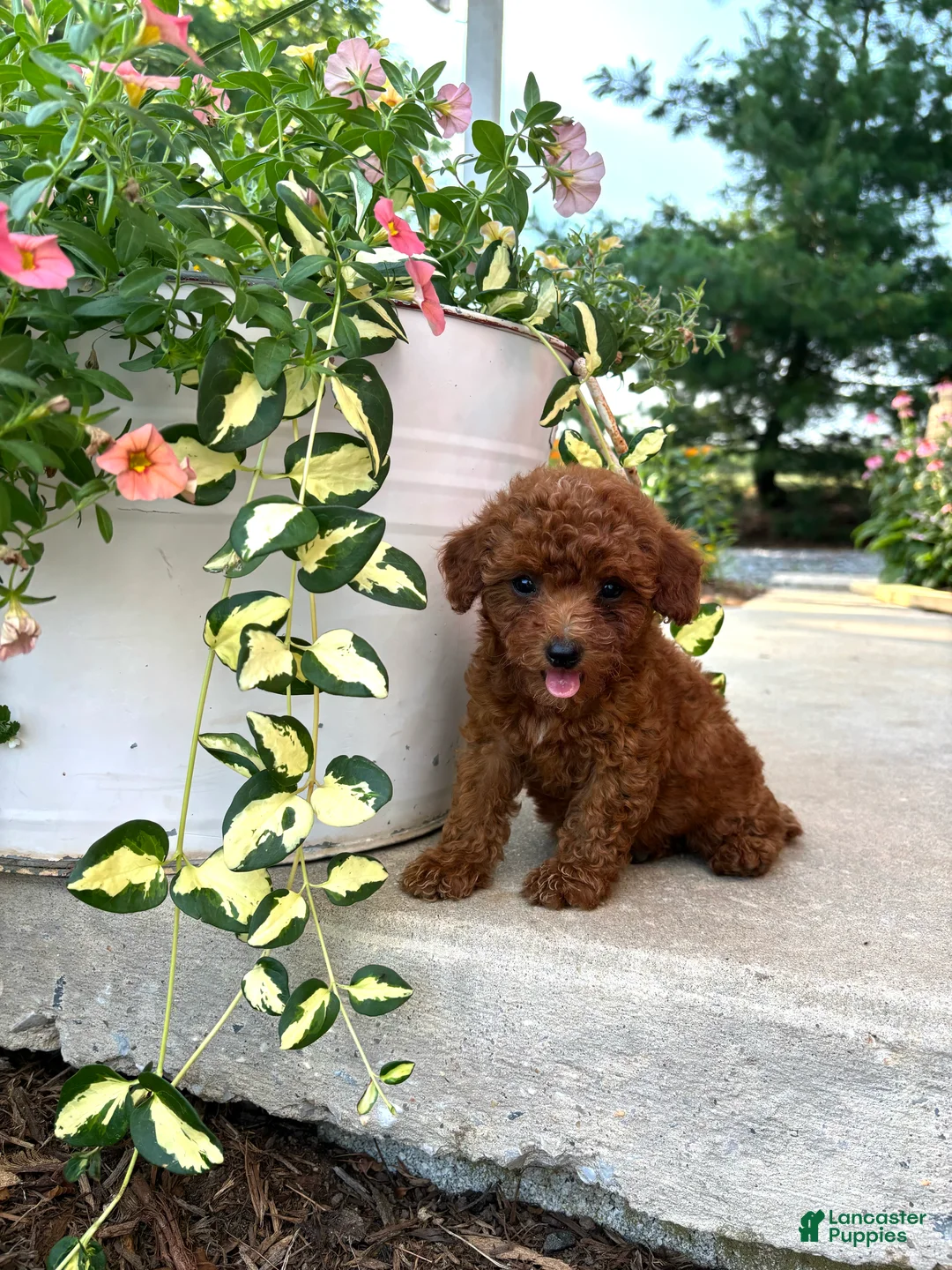 Bichpoo dogs for sale: Daisy  - Ad 3