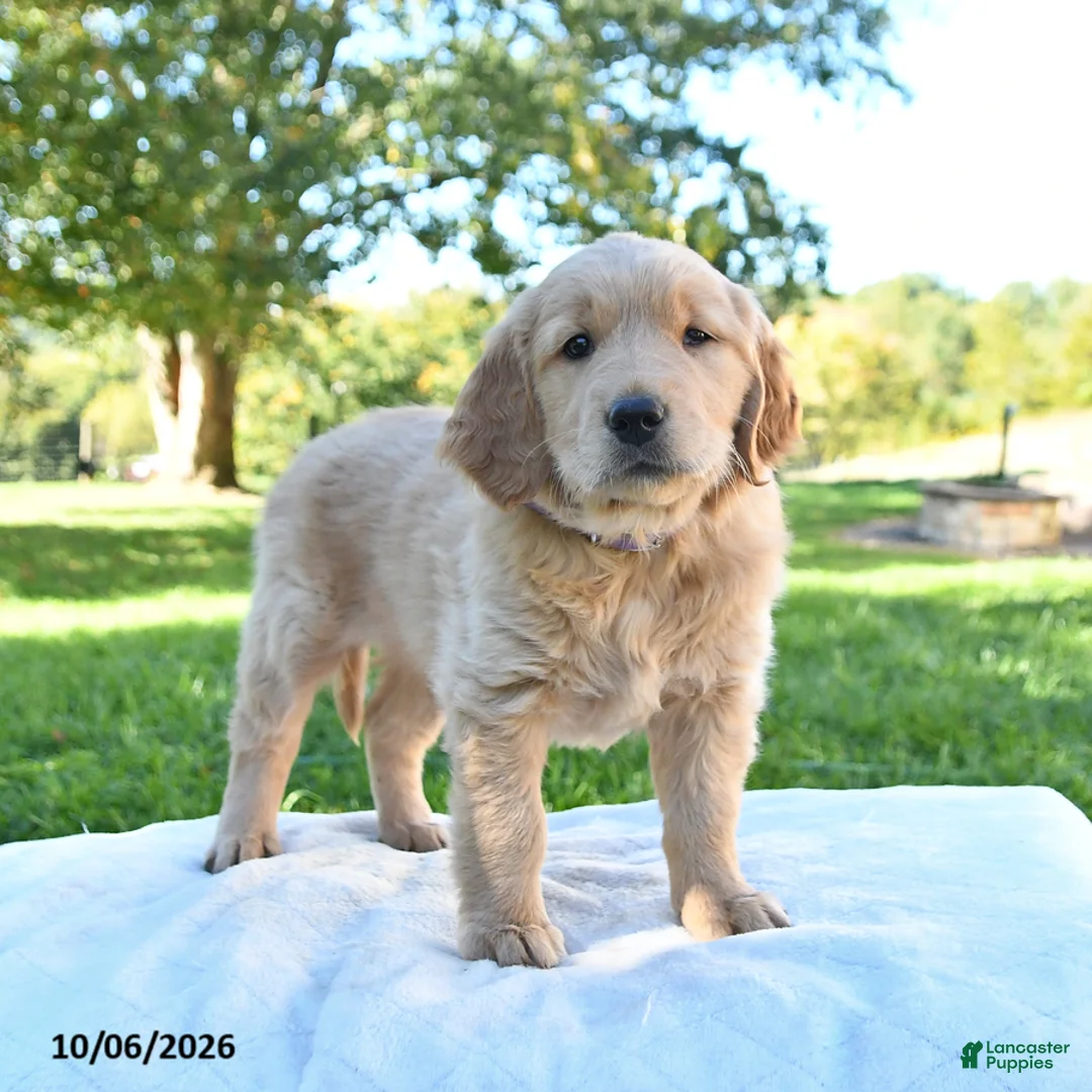 Golden Retriever dogs for sale: Rosie - Ad 1