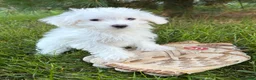 Maltese dogs for sale: Enzo - Ad 3