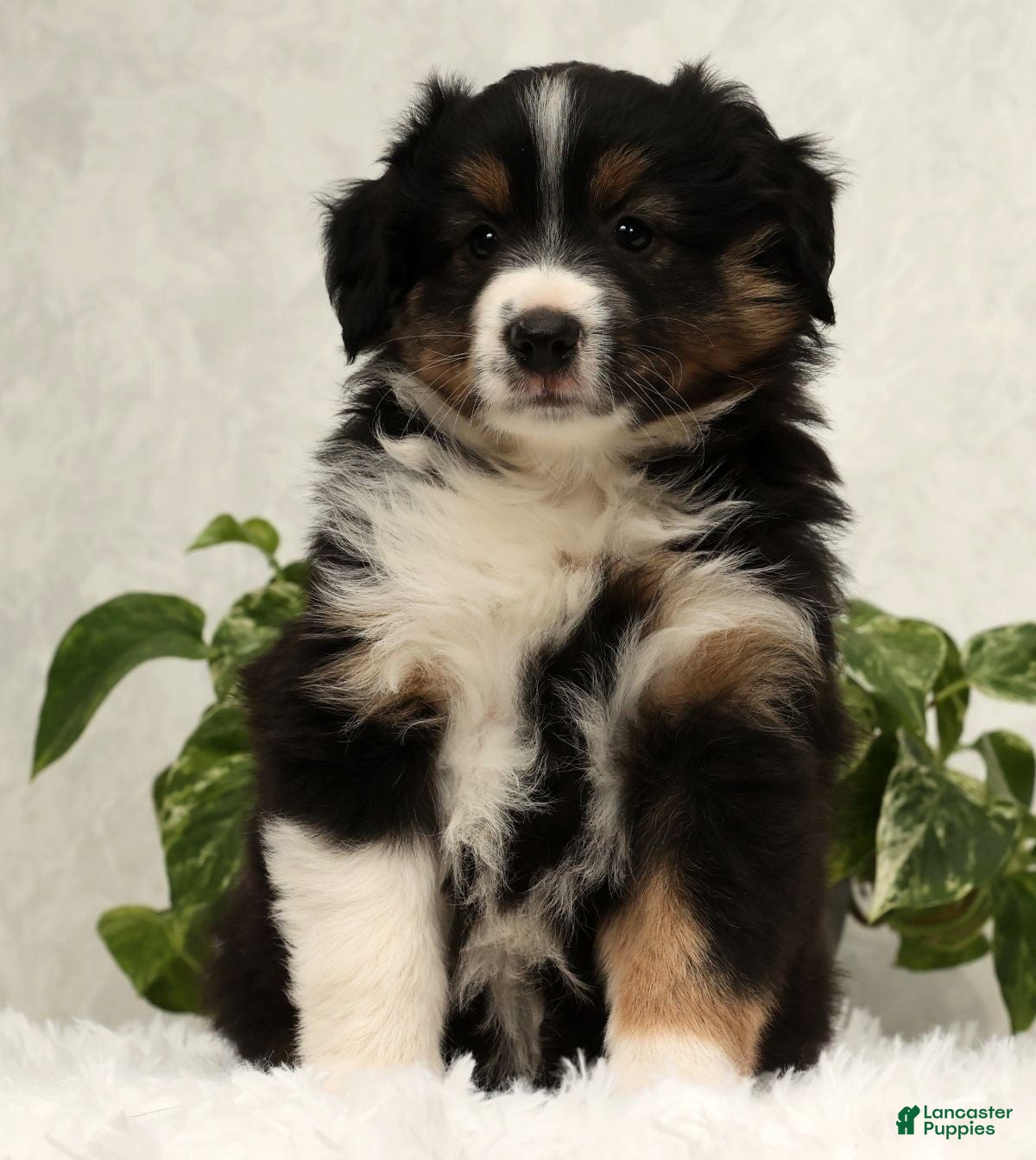 Miniature Australian Shepherd dogs Sparky - Ad 7