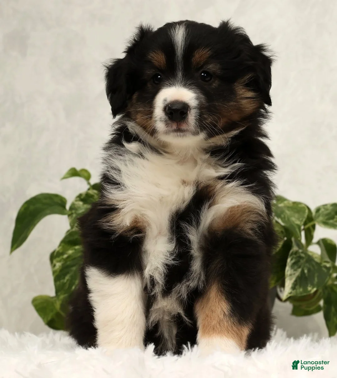 Miniature Australian Shepherd dogs for sale: Sparky - Ad 1