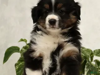 Miniature Australian Shepherd dogs Sparky - Ad 7