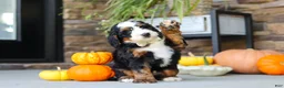 Mini Bernedoodle dogs for sale: Khaby🦴 - Ad 5