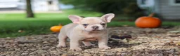 French Bulldog dogs for sale: Emmett  - Ad 7