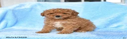 Miniature Poodle dogs for sale: Sunny  - Ad 1