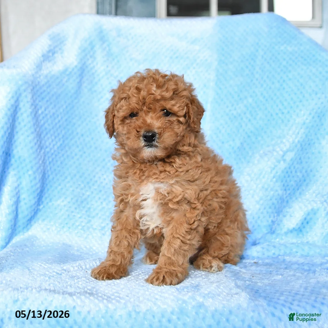 Miniature Poodle dogs for sale: Sunny  - Ad 1