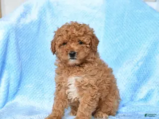 Miniature Poodle dogs for sale: Sunny - Ad 3