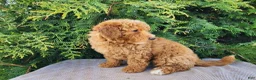 Mini Bernedoodle dogs for sale: Dallas - Ad 12