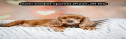 Cockapoo dogs for sale: jerry - Ad 8