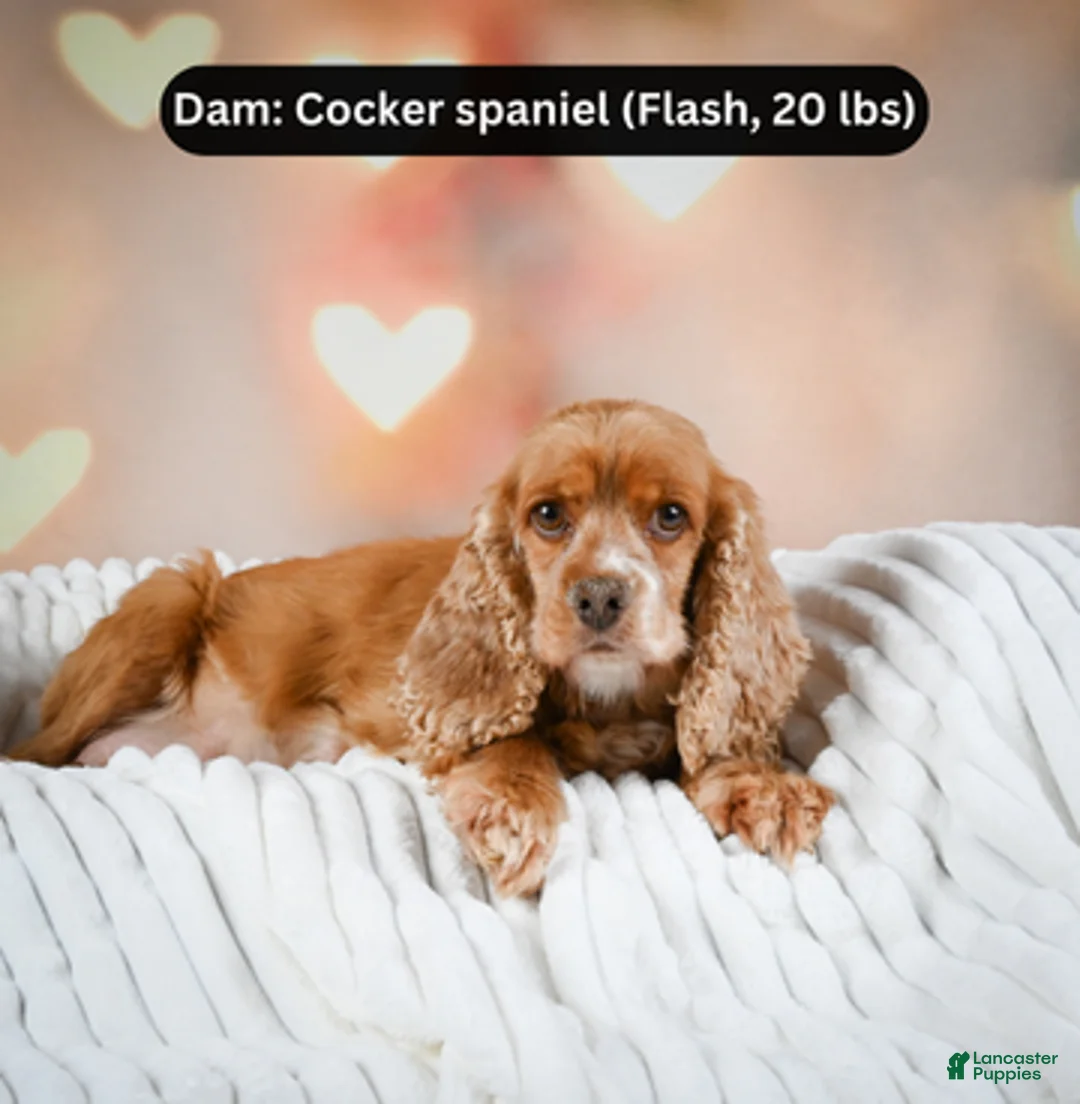 Cockapoo dogs for sale: jerry - Ad 8