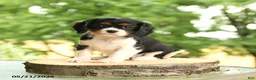 Cavalier King Charles Spaniel dogs for sale: Belle  - Ad 1