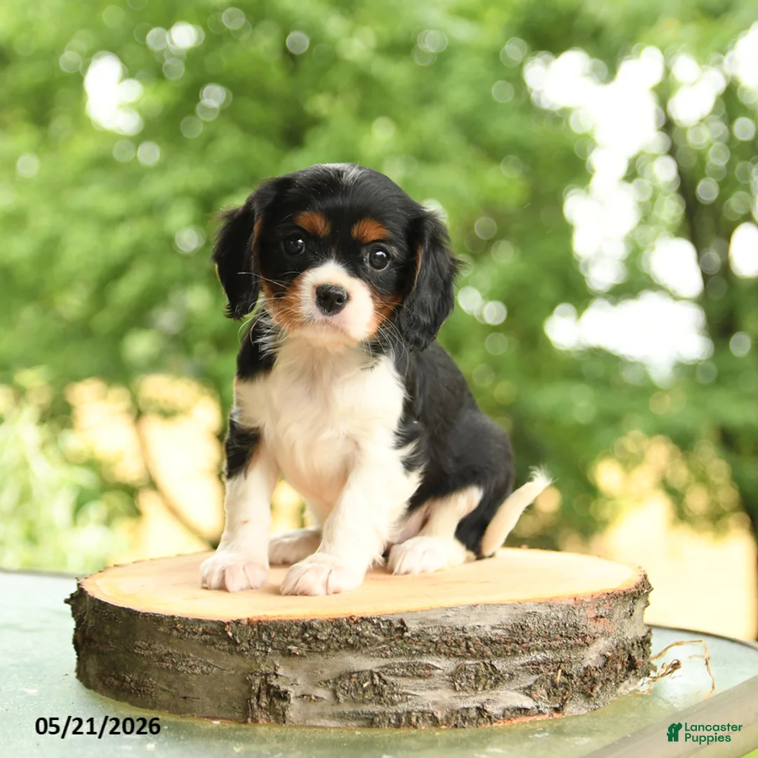 Cavalier King Charles Spaniel dogs for sale: Belle  - Ad 1