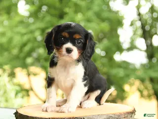 Cavalier King Charles Spaniel dogs for sale: Belle - Ad 4
