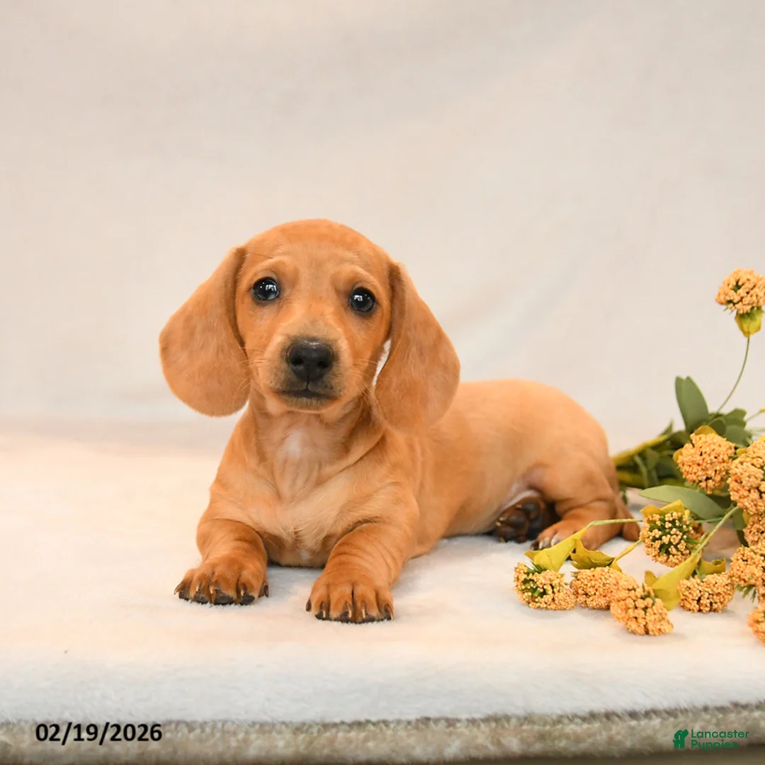 Miniature Dachshund dogs for sale: Oliver - Ad 3